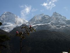 03A Jopuno With Red Rhododendron From The Trail Between Kokchrung And Phedang On The Goecha La Kangchenjunga Trek