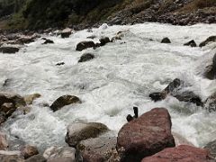 05C The Zemu Chu River Rages By On Our First Break After Trekking More Than An Hour From The Trailhead On Day 1 Of Trek To Tallem To Green Lake Kangchenjunga East Face Sikkim India