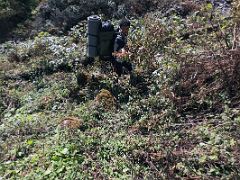 06B The Trail Disappears In A Tangle Of Brush Between Jakthang Camp And Yabuk On Day 3 Of Kangchenjunga East Face Green Lake Trek Sikkim India