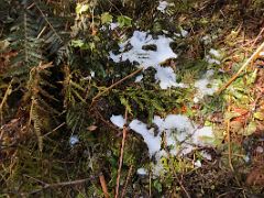 08A Some Snow On The Trail As It nears Yabuk Camp On Day 3 Of Kangchenjunga East Face Green Lake Trek Sikkim India