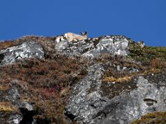 05A Wild Sheep On The Rocks Above The Trail On Day 4 Of Kangchenjunga East Face Green Lake Trek Sikkim India