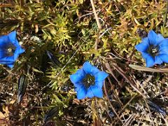 07A Wild Blue Flowers In The Zemu Glacier Lateral Moraine Between Rest Camp And Green Lake On Day 4 Of The Kangchenjunga East Face Green Lake Trek Sikkim India