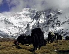 02B Mustang Barabas DVD Their Home Is Below Kangchenjunga - Yaks At Pangpema Below Kangchenjunga North Face The film follows a Tibetan caravan crossing over the Jongsang La (6115m) from Tibet to Nepal, passing by Pangpema and the north face of Kangchenjunga and Jannu,…