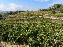 16B The vines are right across the street from Felix Massana Rafols organic winery in Penedes wine tour Near Barcelona Spain