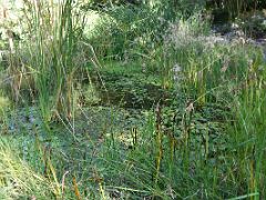 09 Small Reed Filled Pond Botanical Garden Real Jardin Botanico Madrid Spain