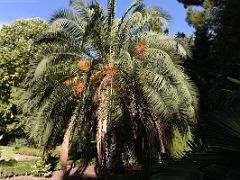 10A Palmera canaria Canary Island date palm Botanical Garden Real Jardin Botanico Madrid Spain