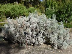 11B Artemisia arborescens wormwood native to the Mediterranean region Botanical Garden Real Jardin Botanico Madrid Spain