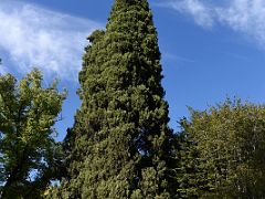 17A Cypress Tree Botanical Garden Real Jardin Botanico Madrid Spain