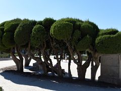 07B Manicured Trees In Plaza del Parterre Gardens El Retiro Park Madrid Spain